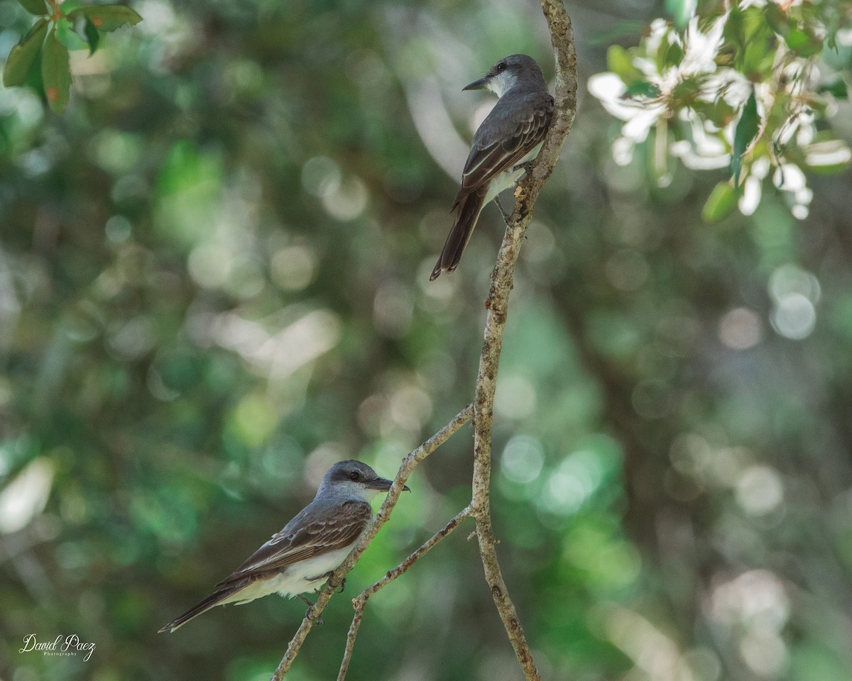 Gray Kingbird - ML475821271