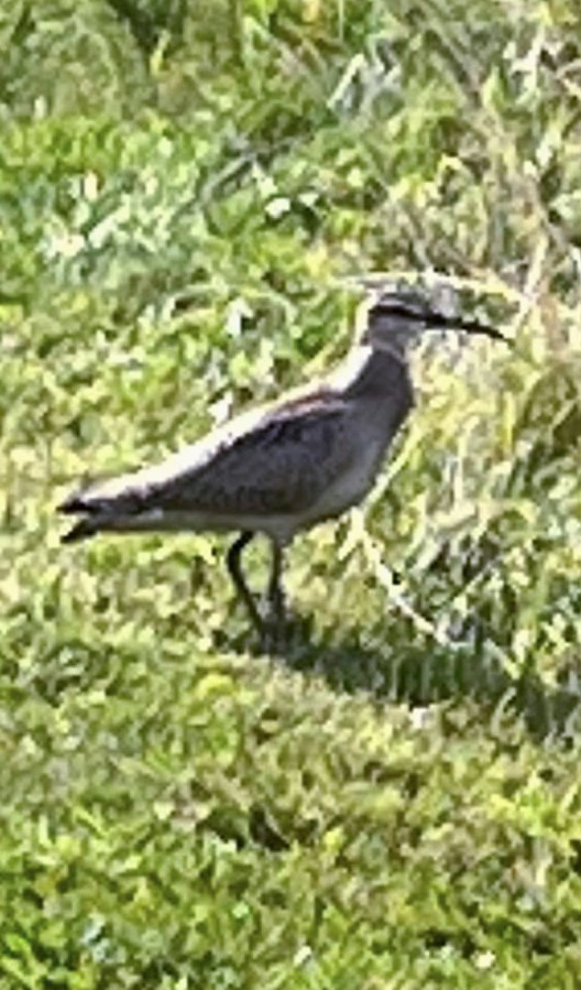 koliha hudsonská - ML475821361