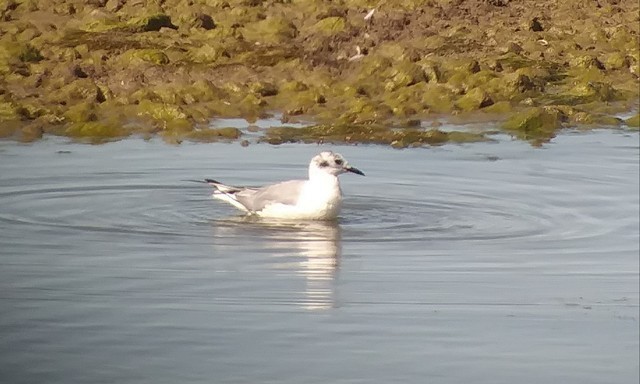 Bonaparte's Gull - ML475822701