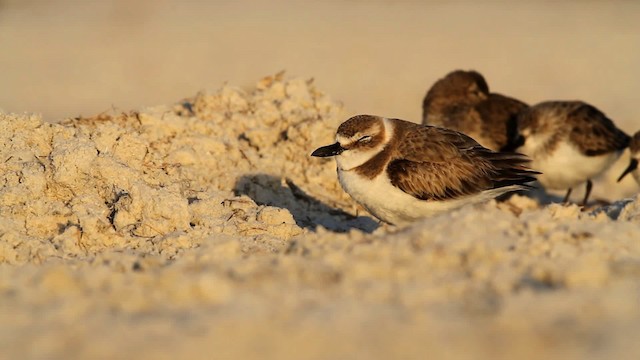 Wilson's Plover - ML475823