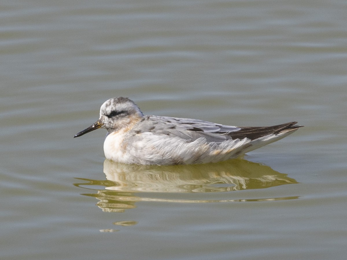 Red Phalarope - ML475823071