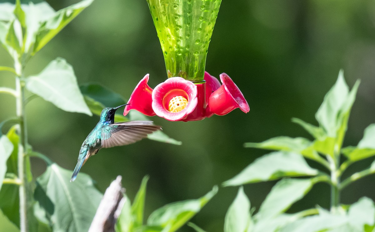 kolibřík zelený - ML475823291