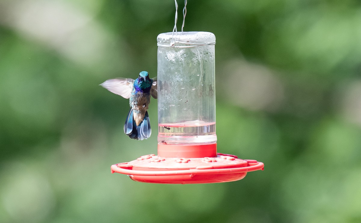 Mexican Violetear - ML475823301