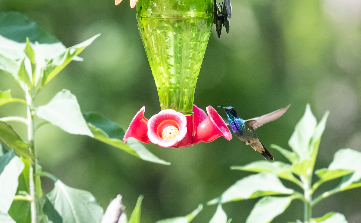 kolibřík zelený - ML475823311
