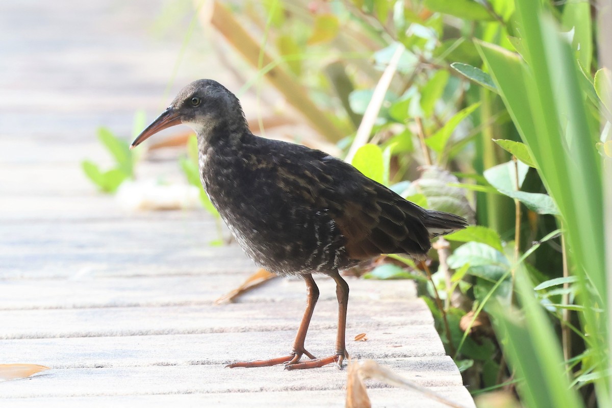 Virginia Rail - ML475823541