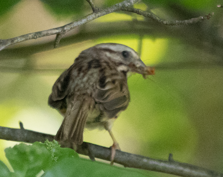 Song Sparrow - ML475825001