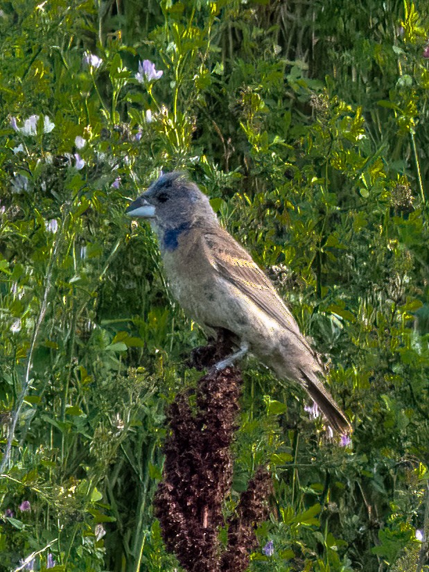 Blue Grosbeak - ML475825051