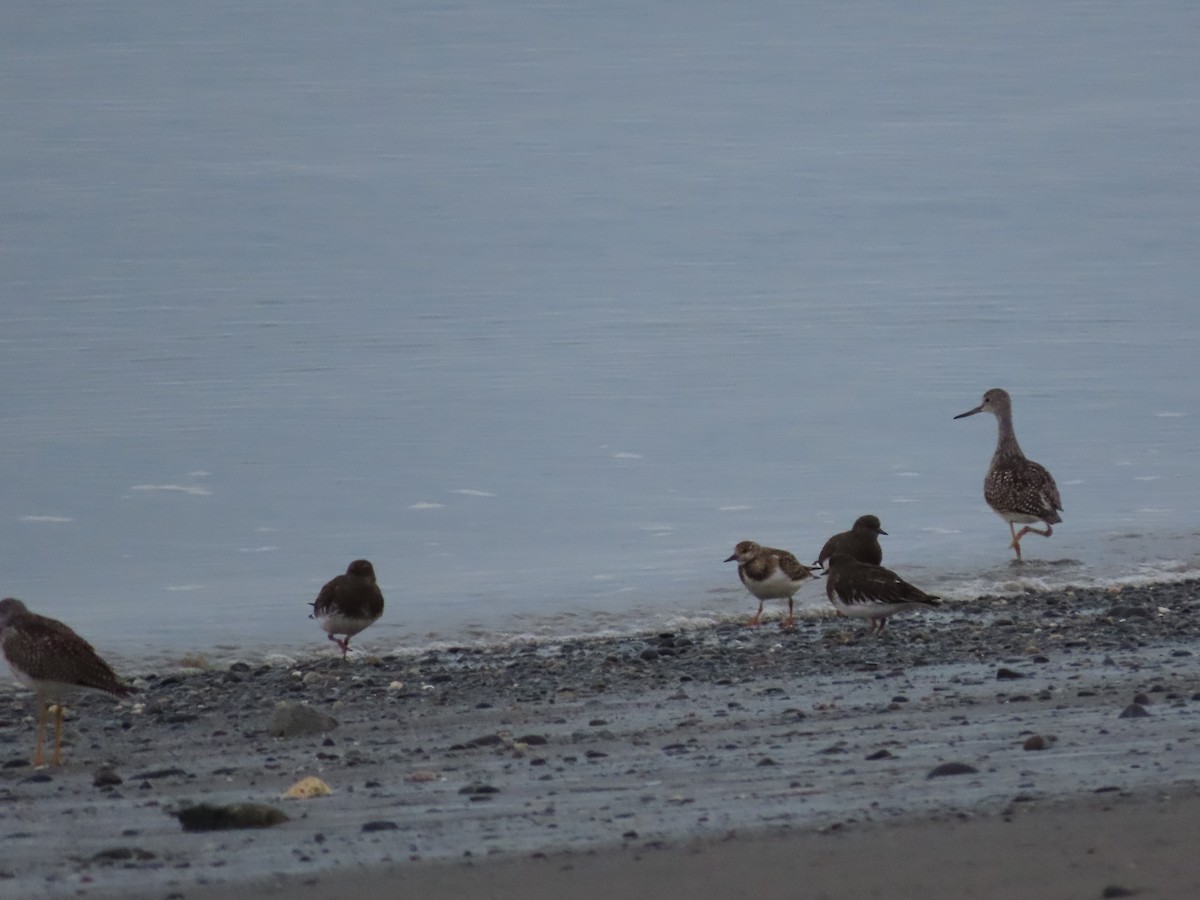 Ruddy Turnstone - Laura Burke