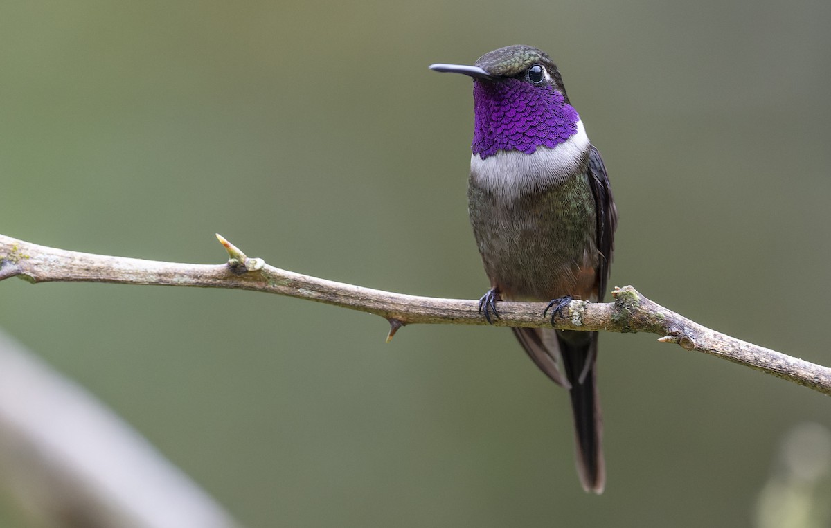 Purple-throated Woodstar - ML475828611