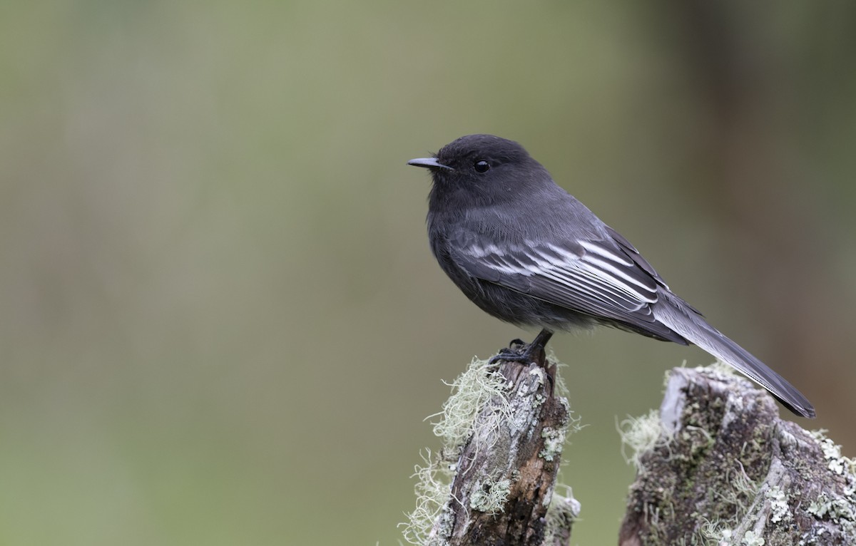 Black Phoebe (White-winged) - Marky “Dark Arremon” Mutchler