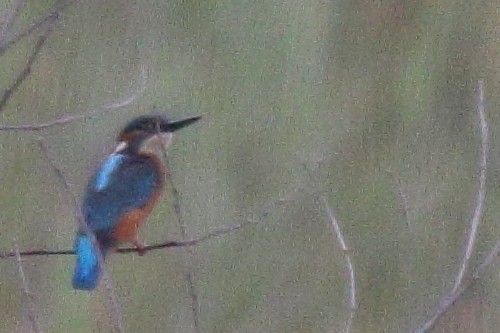 Common Kingfisher - ML475829511