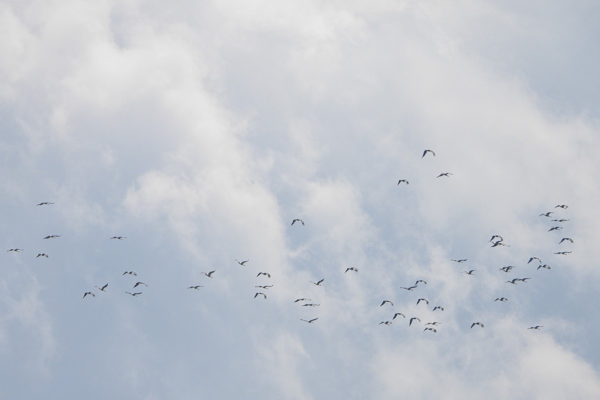 White Stork - ML475829651