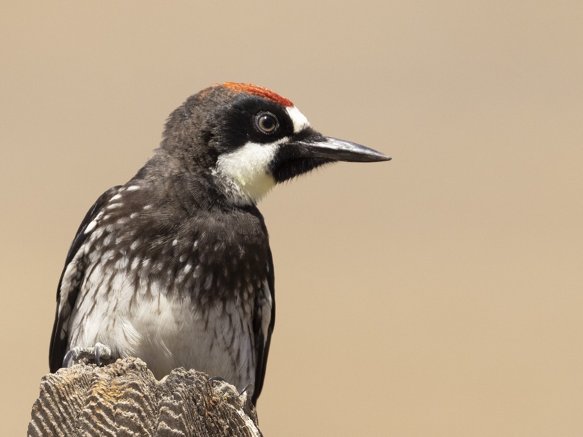 Acorn Woodpecker - ML475830071