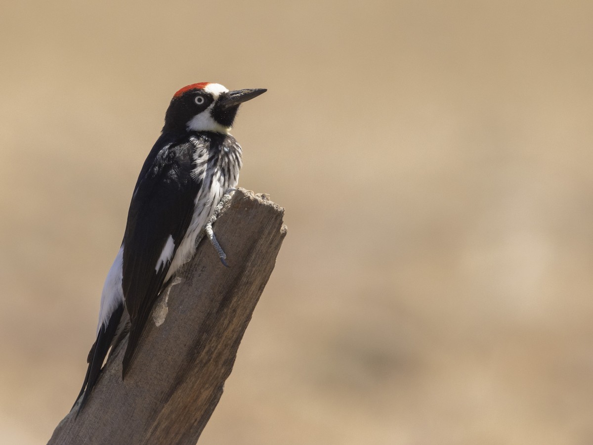 Acorn Woodpecker - ML475830081