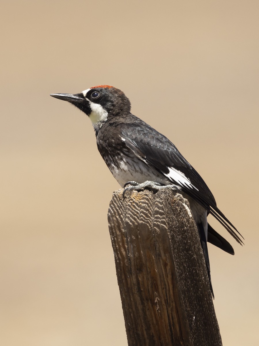 Acorn Woodpecker - ML475830101