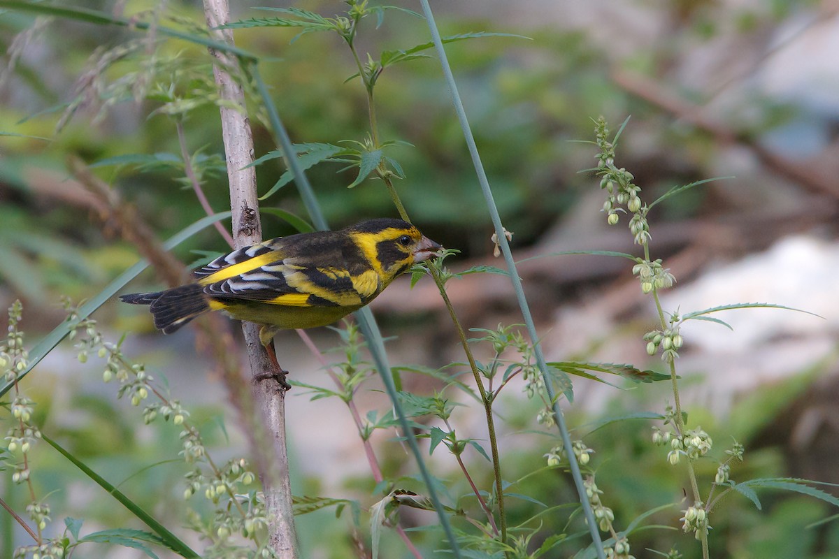 Yellow-breasted Greenfinch - Jaffar Hussain Mandhro