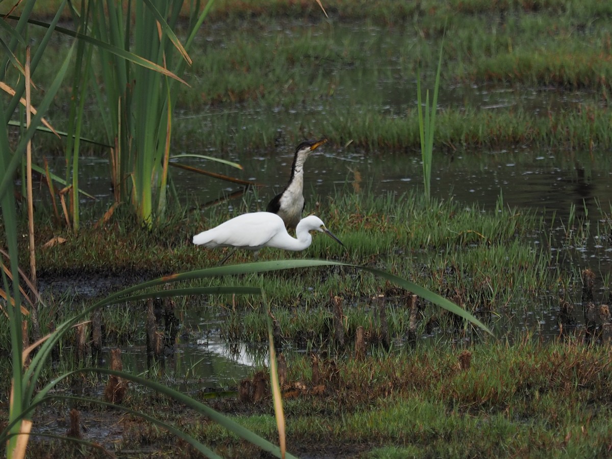 Little Egret - Precocious Twitch