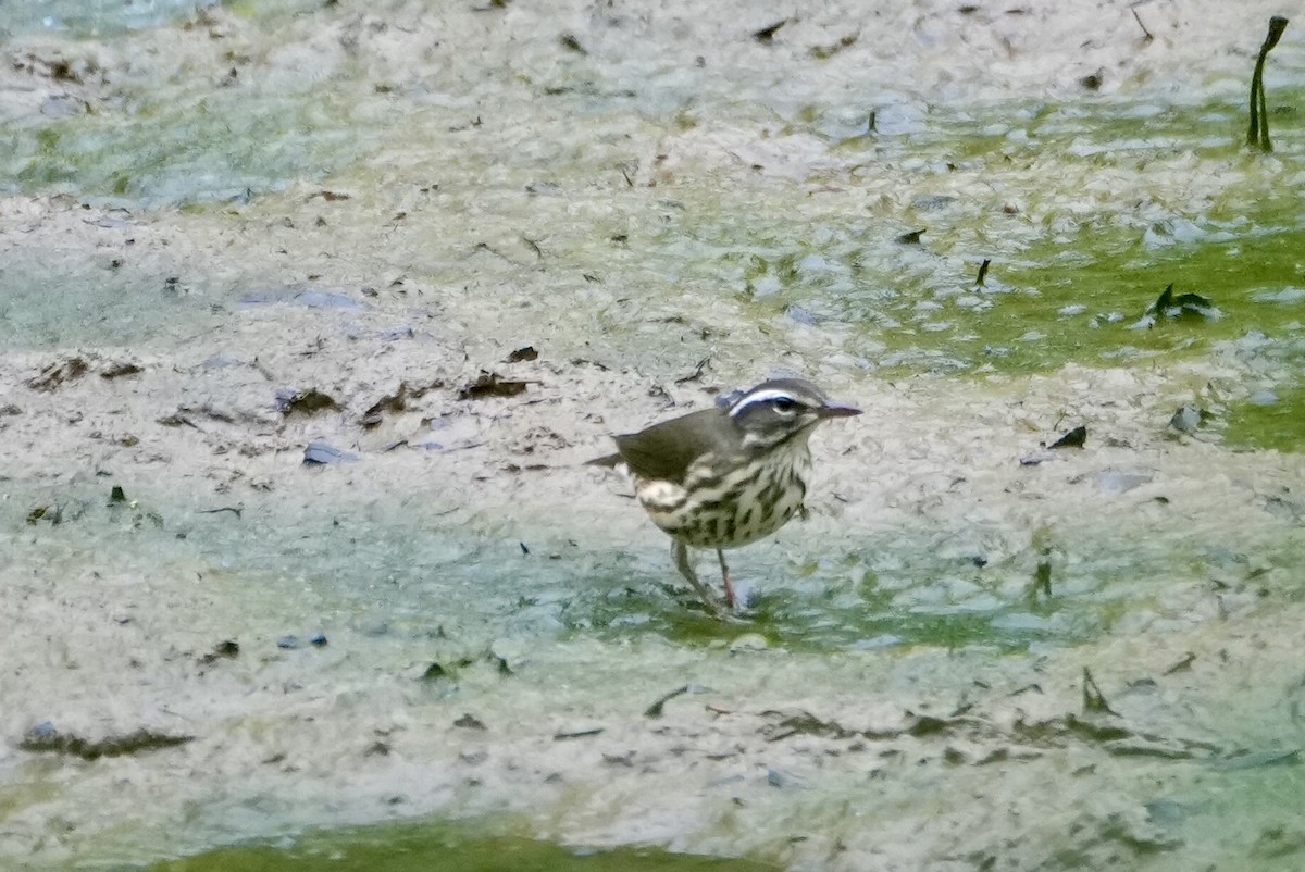 Louisiana Waterthrush - ML475830621