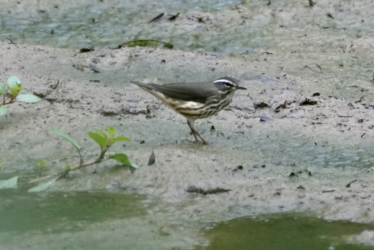 Louisiana Waterthrush - ML475830631