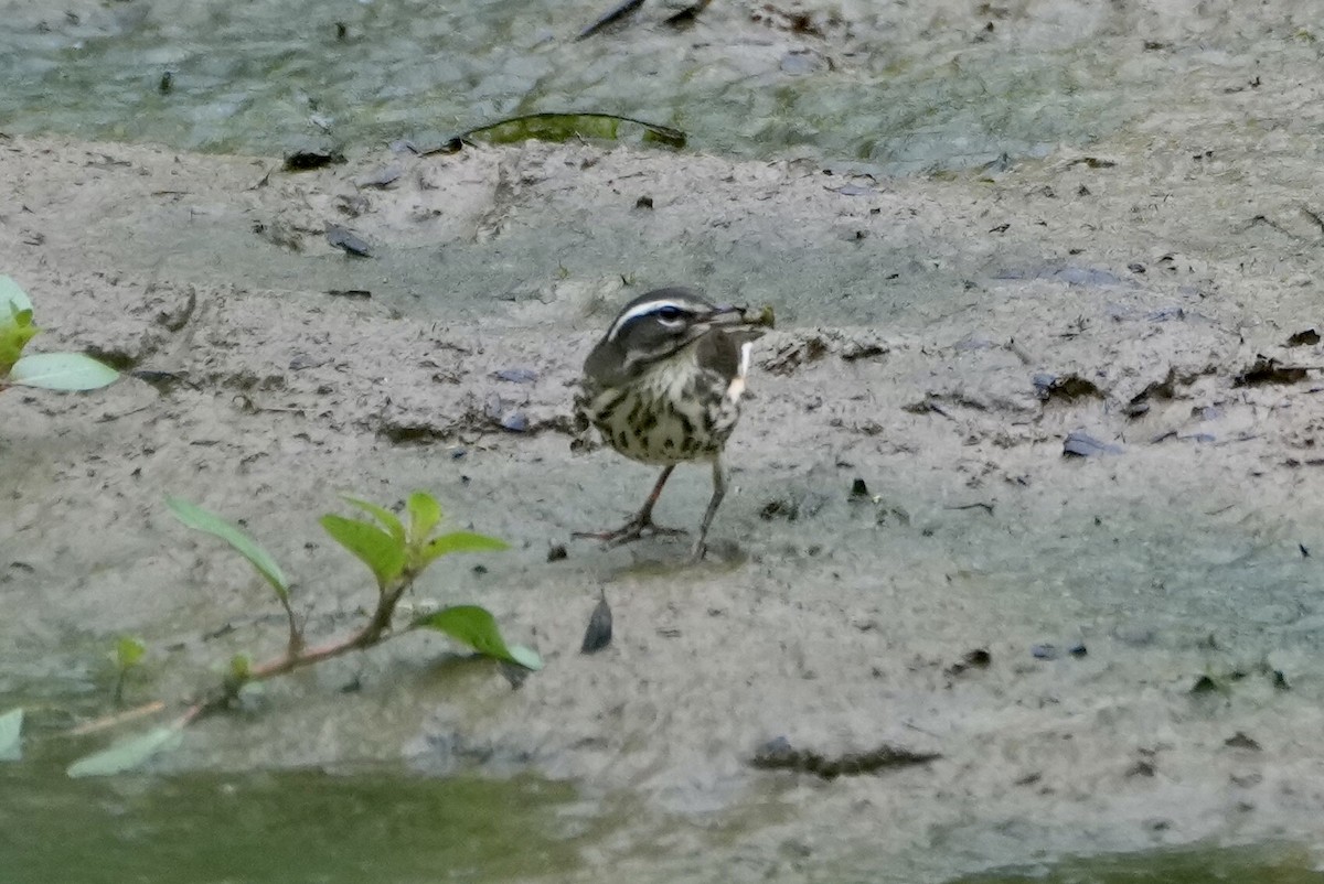 Louisiana Waterthrush - ML475830641