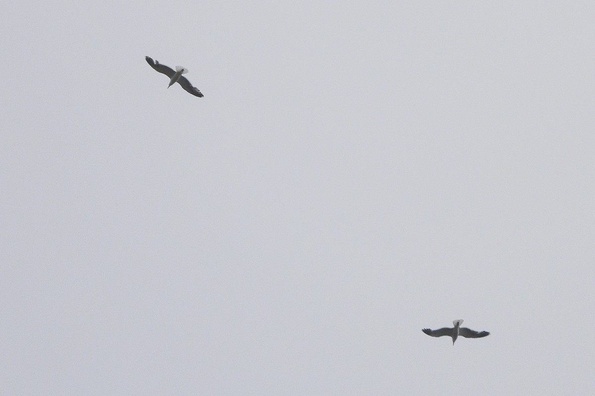 Yellow-legged Gull - ML475831091