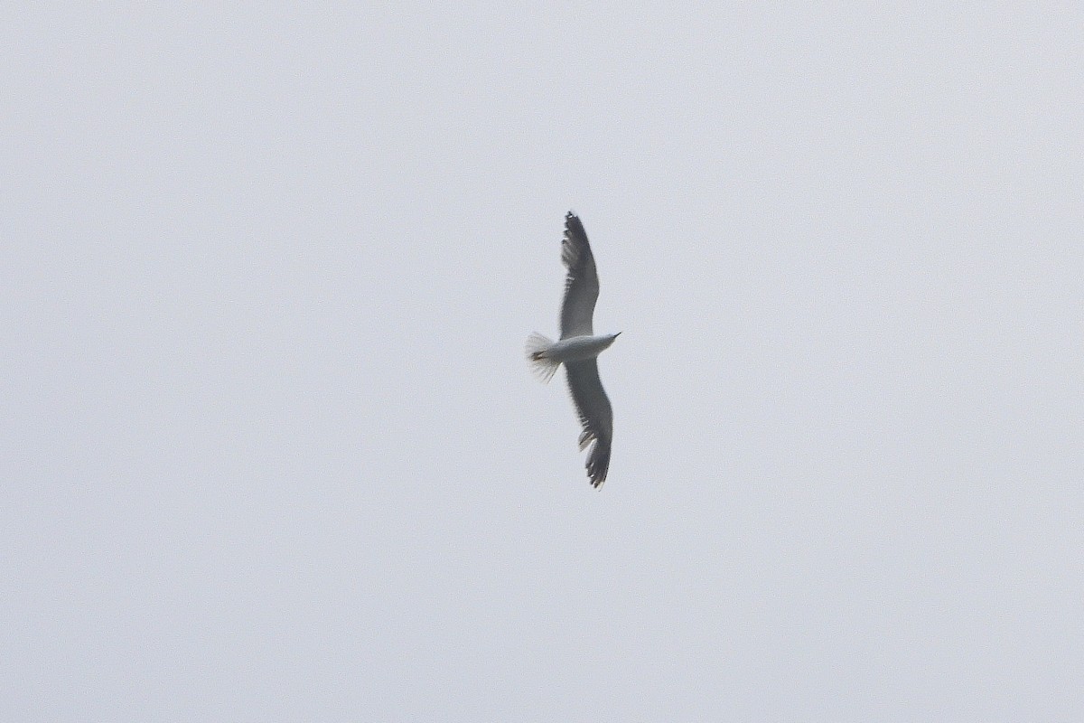 Yellow-legged Gull - ML475831101
