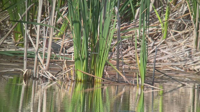 Green Heron - ML475831701