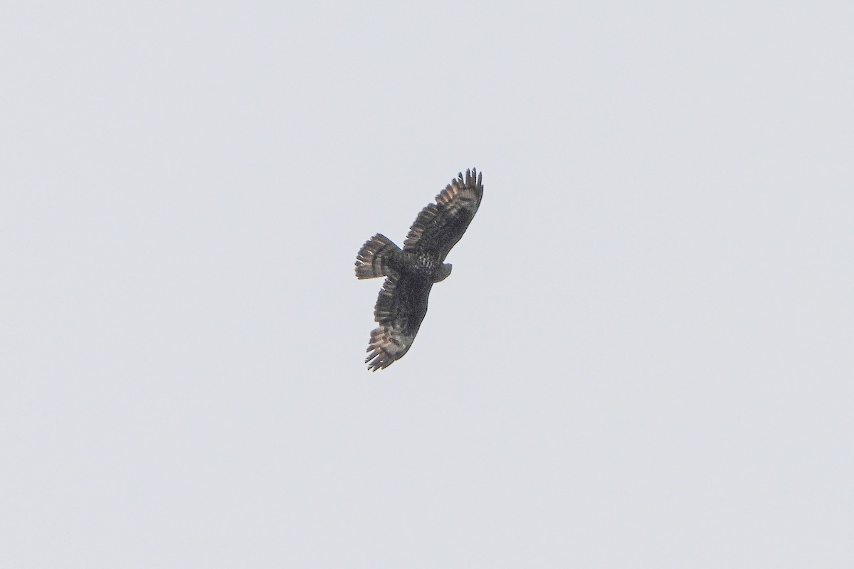 European Honey-buzzard - ML475832001