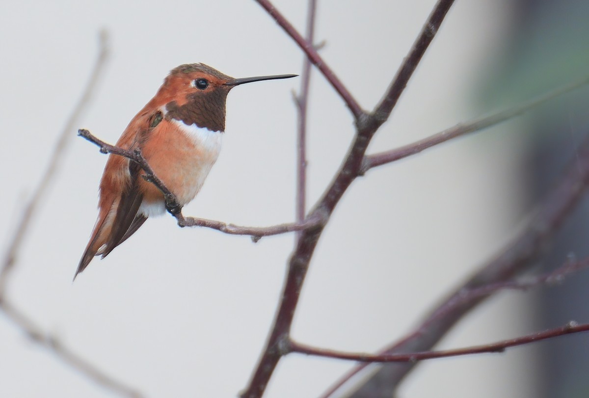Rufous Hummingbird - ML475833981