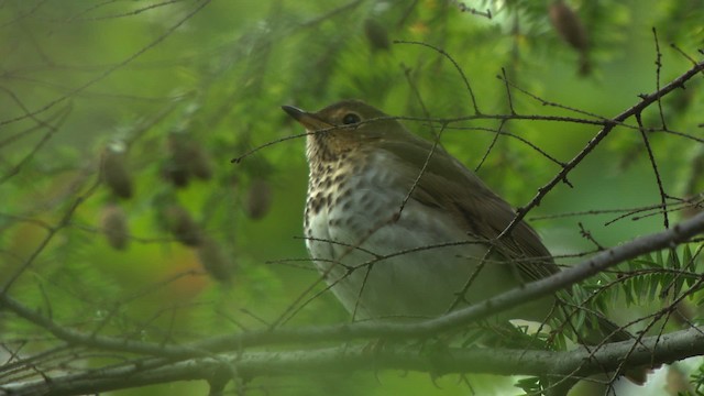 Swainson's Thrush - ML475834