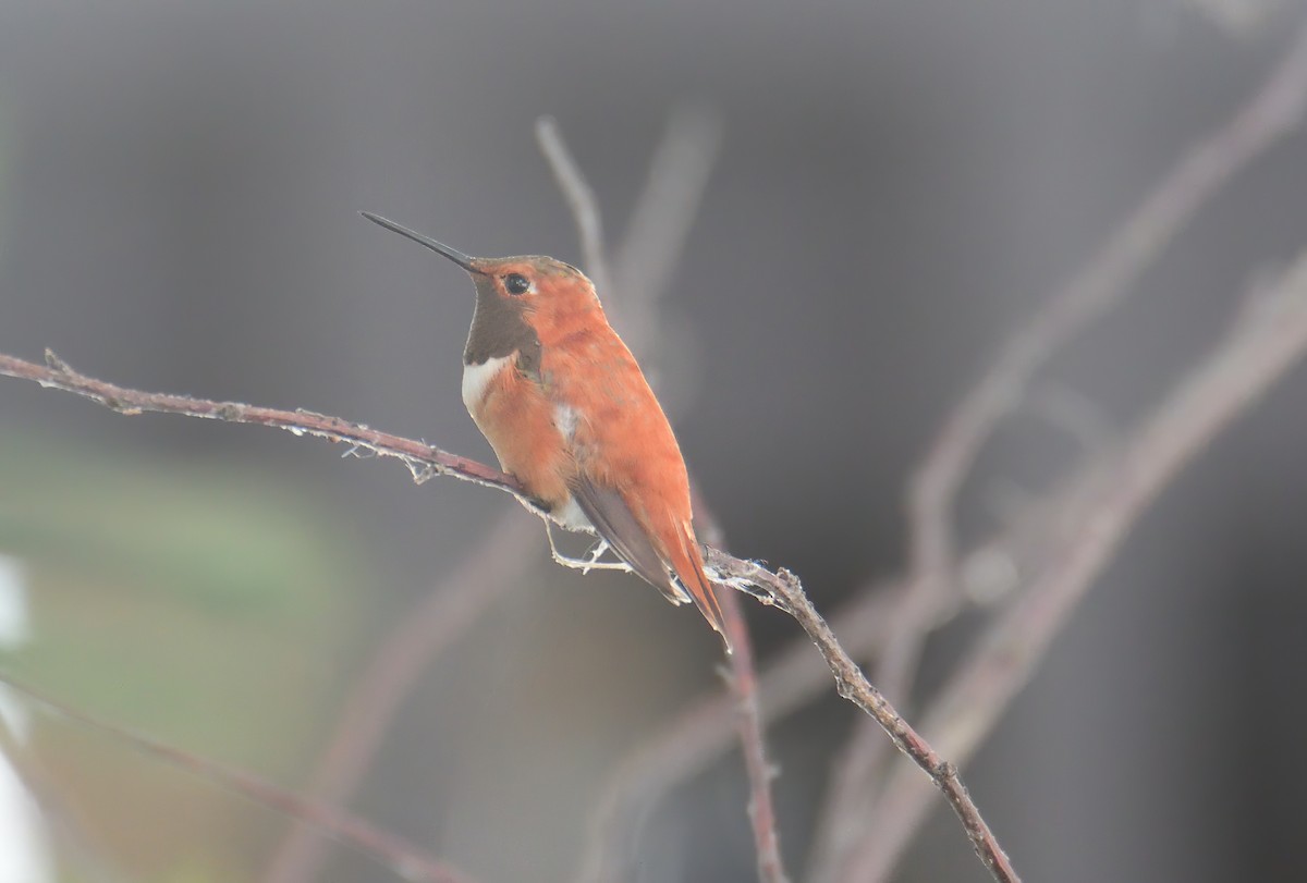 Rufous Hummingbird - ML475834001