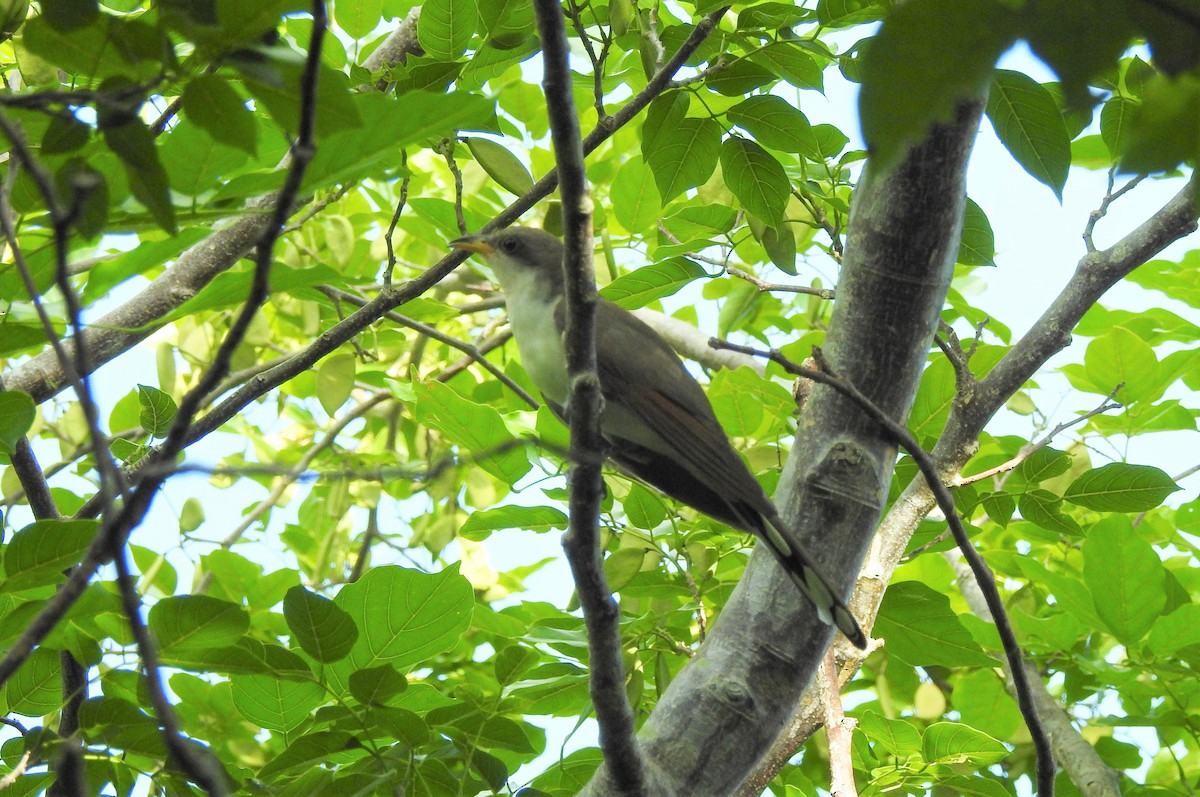 Yellow-billed Cuckoo - ML475834261