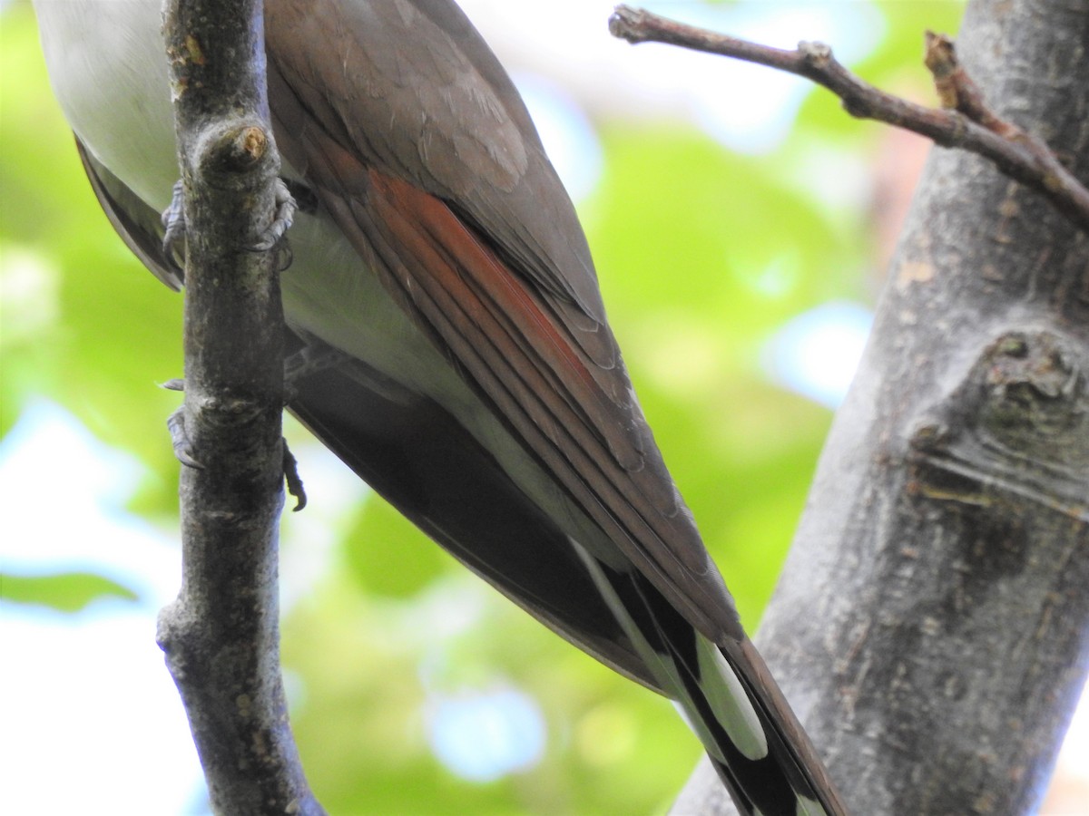 Yellow-billed Cuckoo - ML475834281