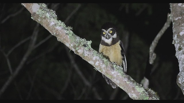 Lechuzón de Anteojos - ML475834481