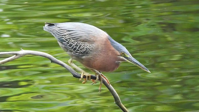 Green Heron - ML475834791