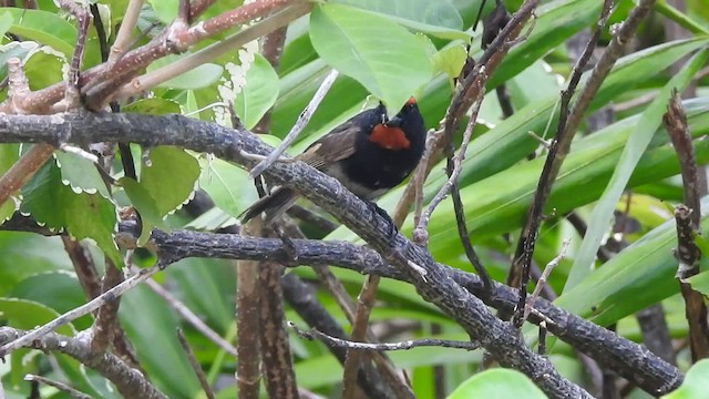 Greater Antillean Bullfinch - ML475835021