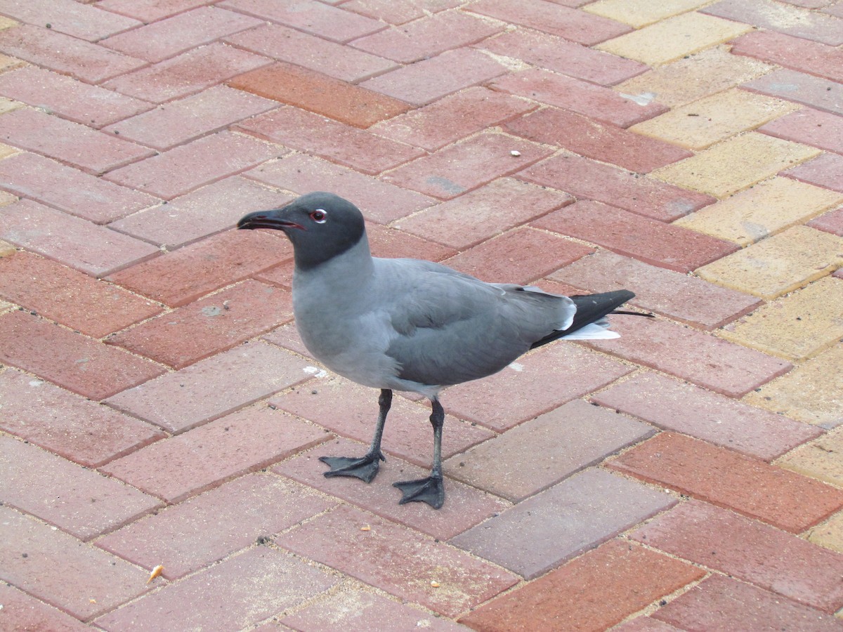 Gaviota Fuliginosa - ML47583601