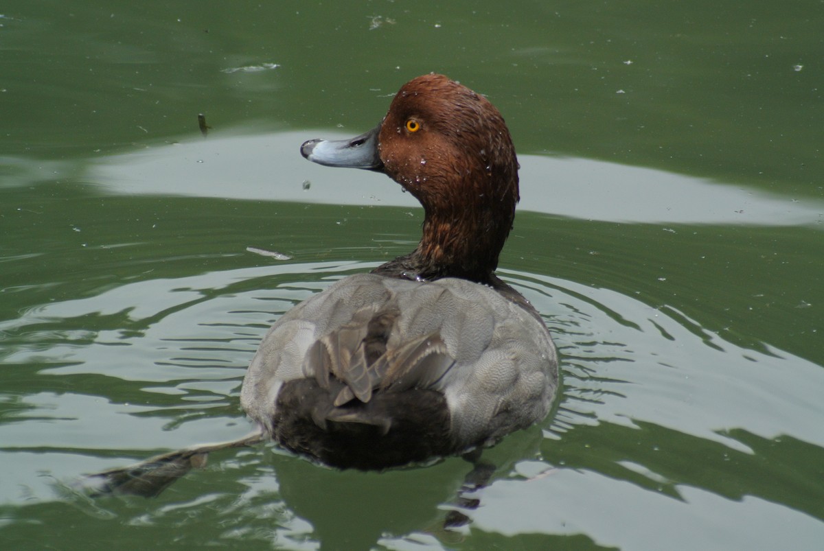 Redhead - Miguel Mota