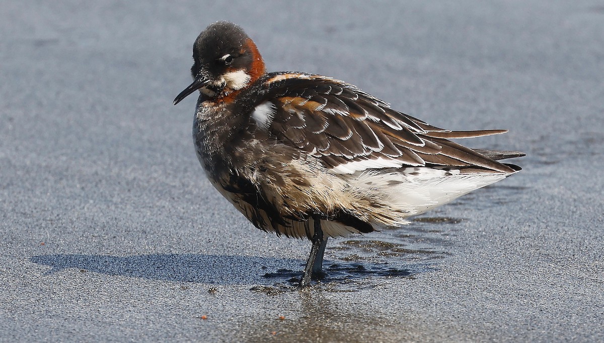 Red-necked Phalarope - ML475836161