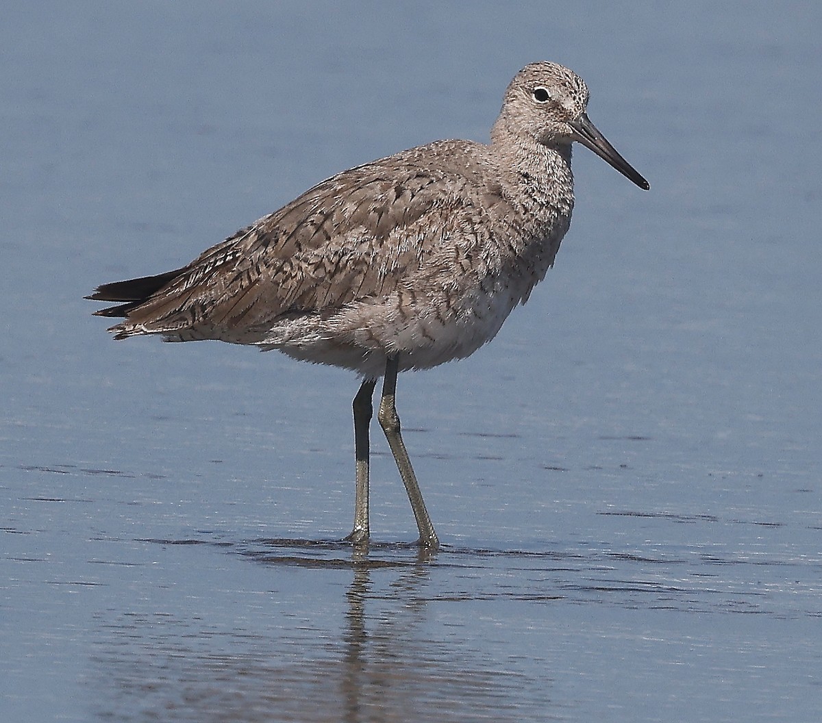 Willet - ML475836211