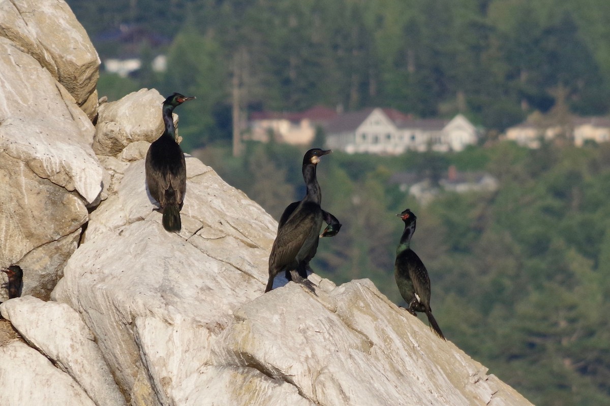 Brandt's Cormorant - ML475837451