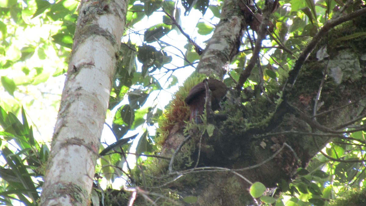 Strong-billed Woodcreeper - ML475837921