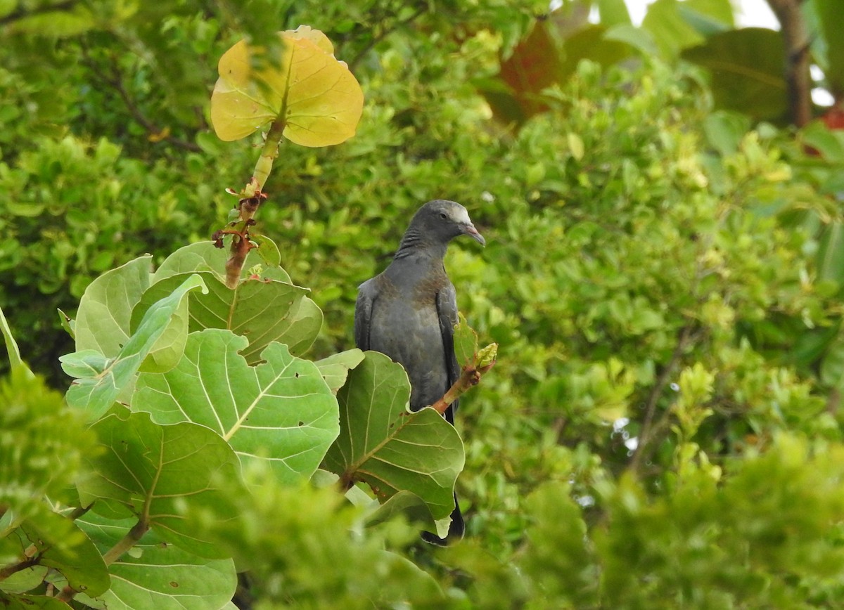 White-crowned Pigeon - ML475839011