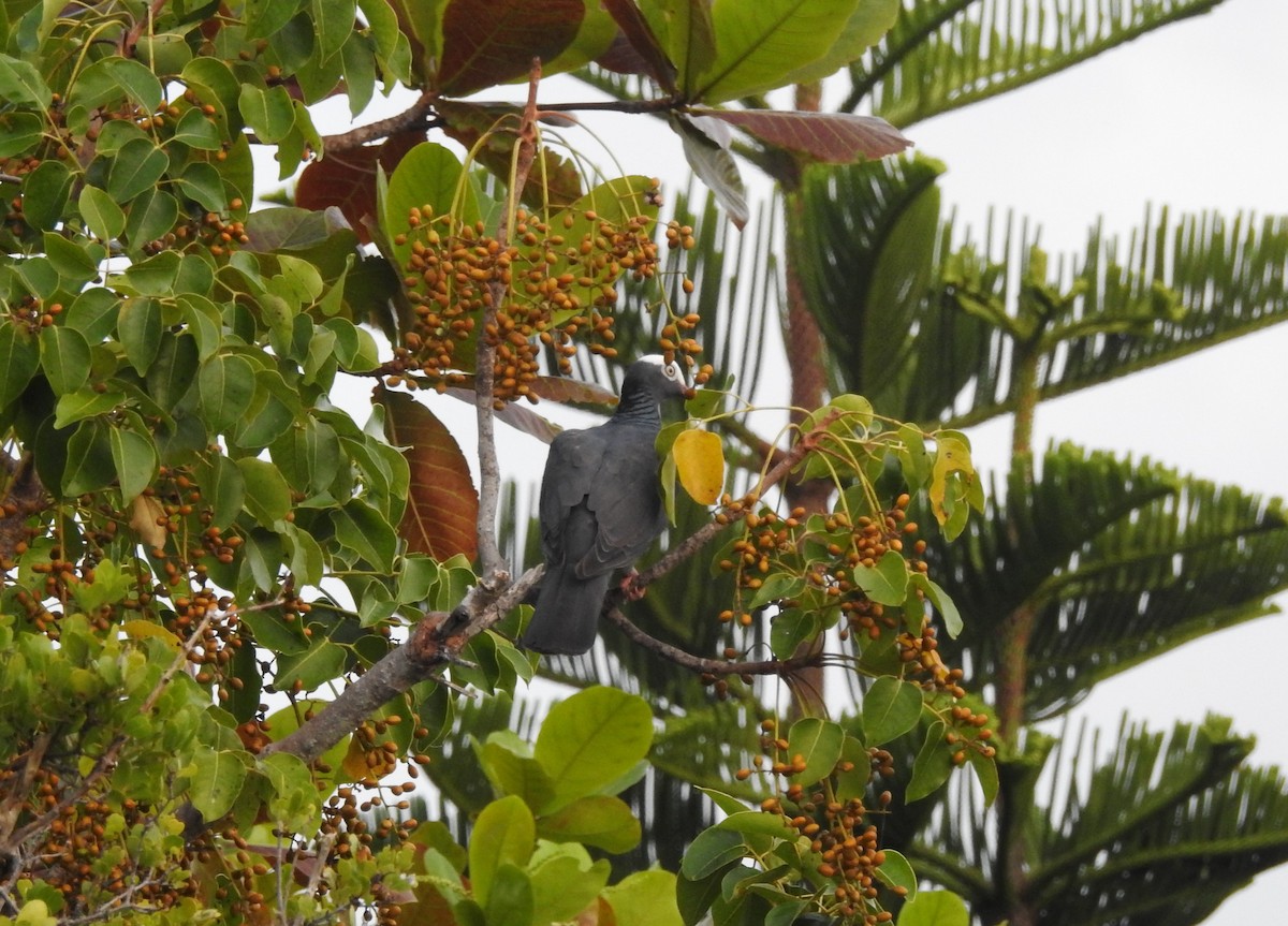 White-crowned Pigeon - ML475839021