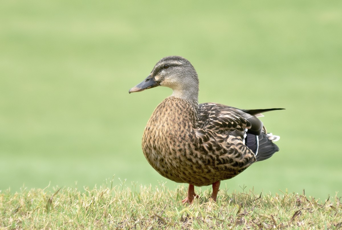 Canard colvert - ML475840201