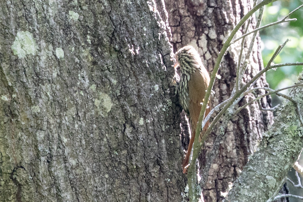 White-striped Woodcreeper - Sue Wright