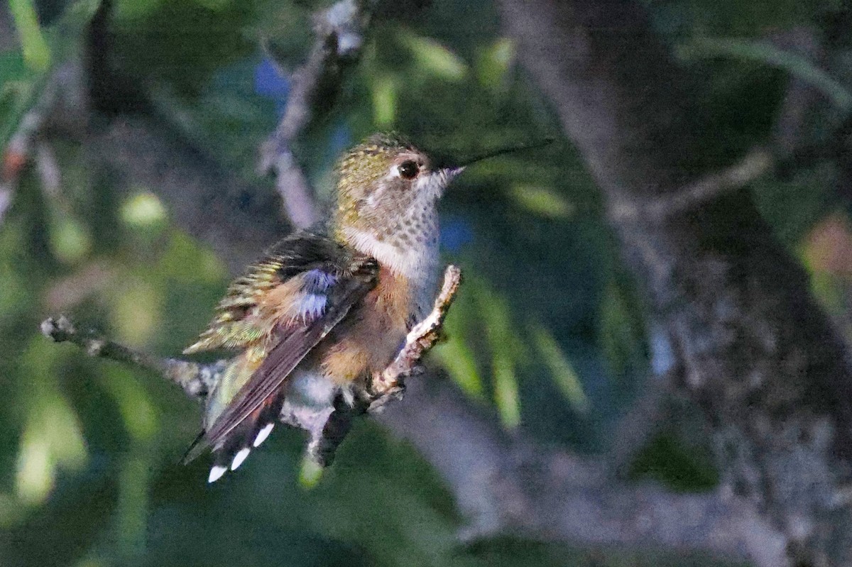 Rufous Hummingbird - ML475840421