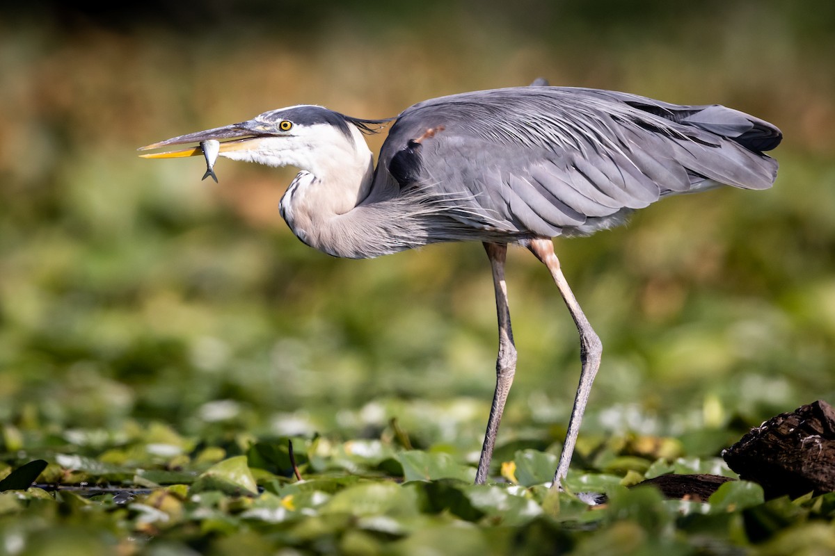 Great Blue Heron - ML475841751