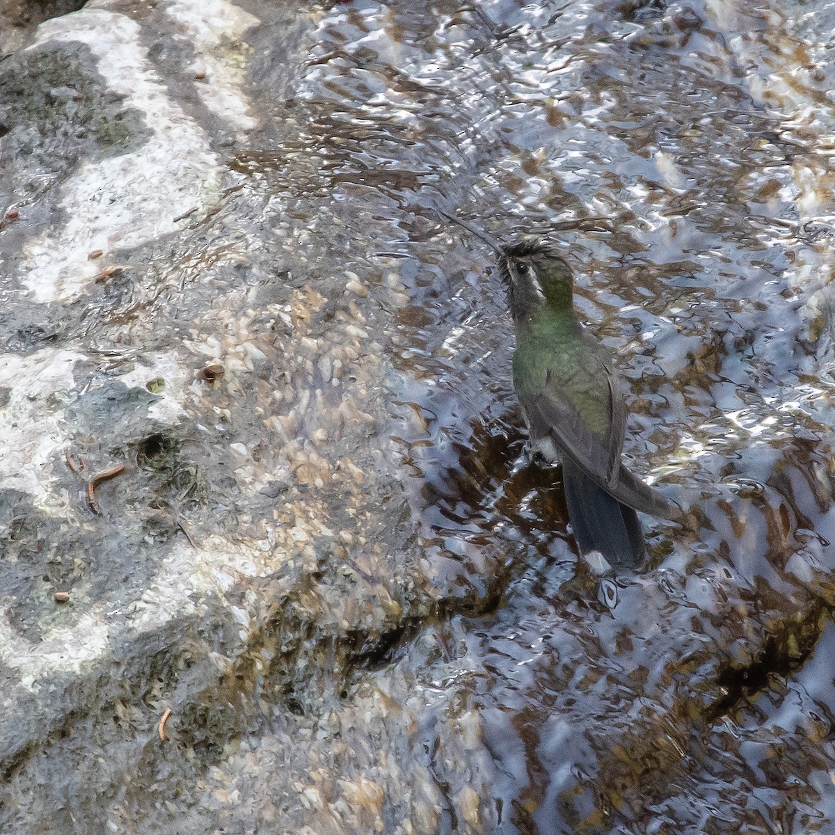 Colibrí Gorjiazul - ML475842221