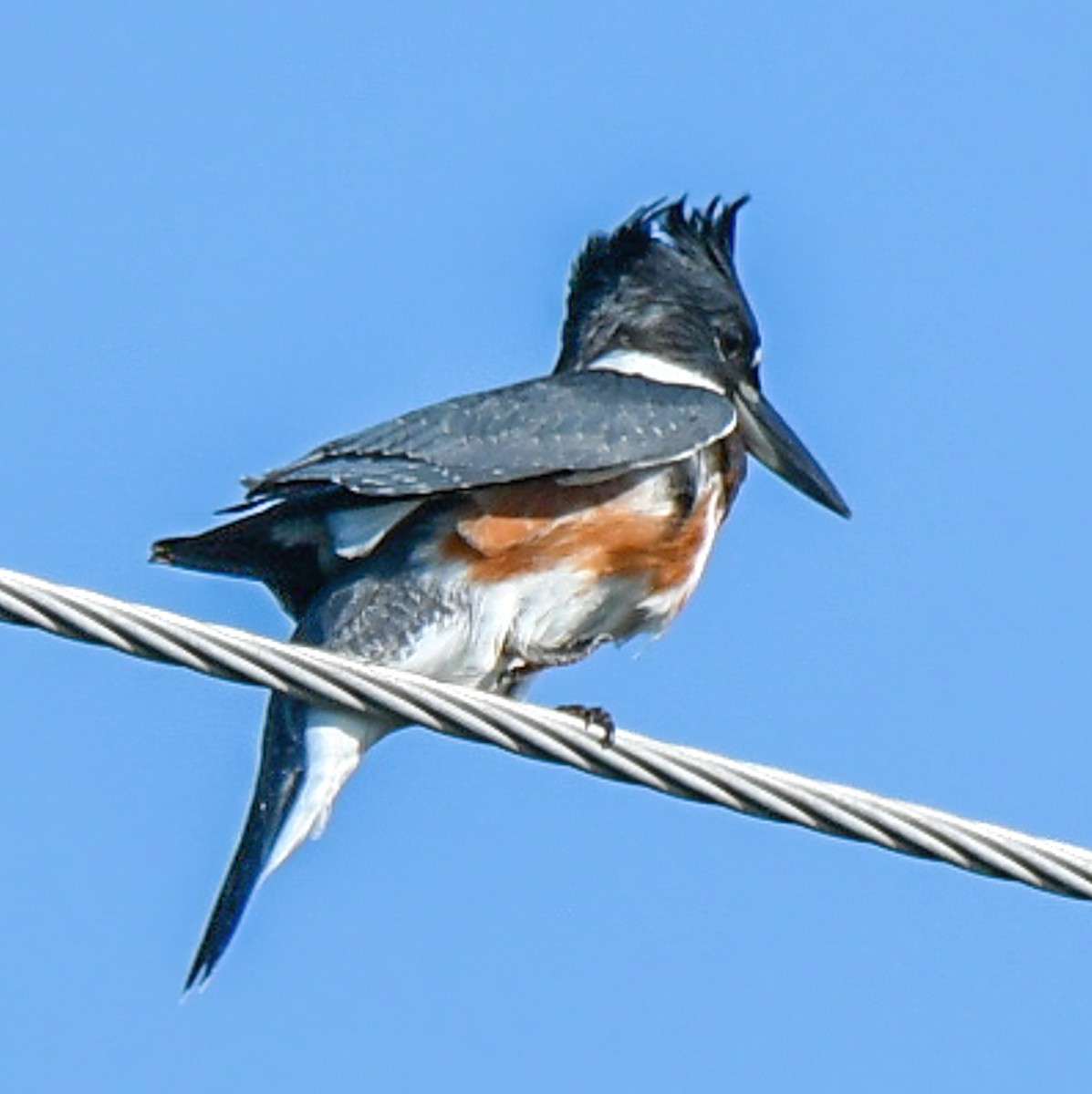 Belted Kingfisher - ML475842681